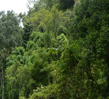 quy định về đất rừng đặc dụng